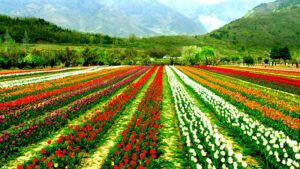 Day 2 — Srinagar