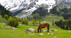Day 5 — Srinagar → Sonamarg → Srinagar